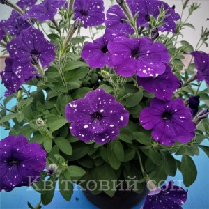 Splash dance Bolero Blue5